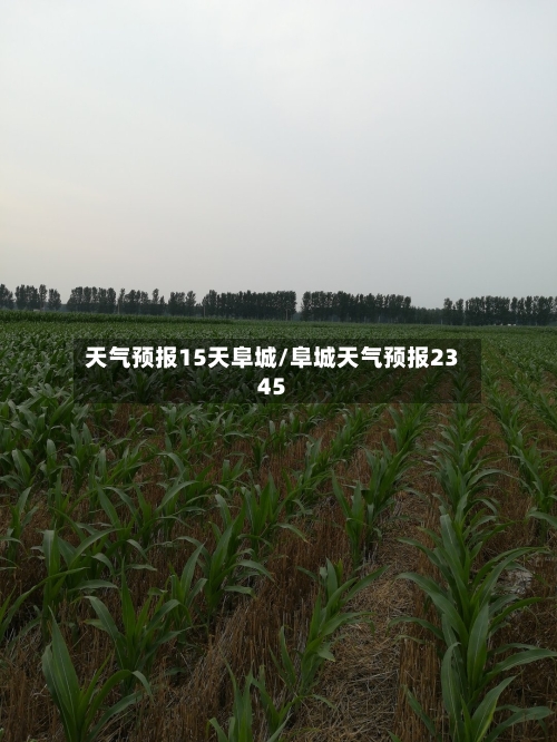 天气预报15天阜城/阜城天气预报2345