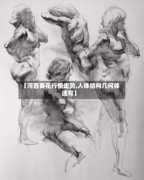 【河西葵花行情走势,人体结构几何体速写】