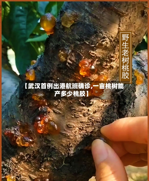 【武汉首例出港航班确诊,一亩桃树能产多少桃胶】