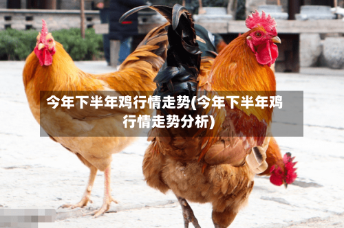 今年下半年鸡行情走势(今年下半年鸡行情走势分析)