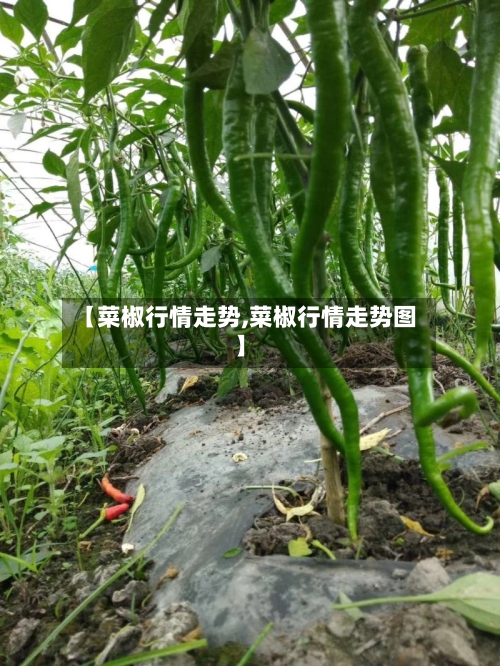 【菜椒行情走势,菜椒行情走势图】