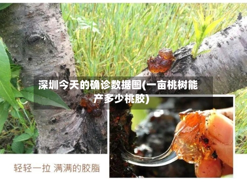 深圳今天的确诊数据图(一亩桃树能产多少桃胶)