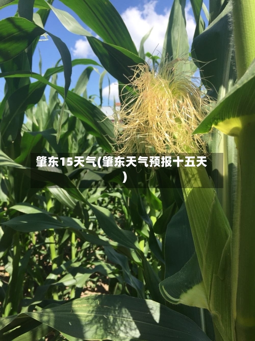 肇东15天气(肇东天气预报十五天)