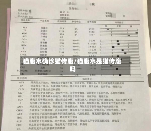 猫腹水确诊猫传腹/猫腹水是猫传腹吗