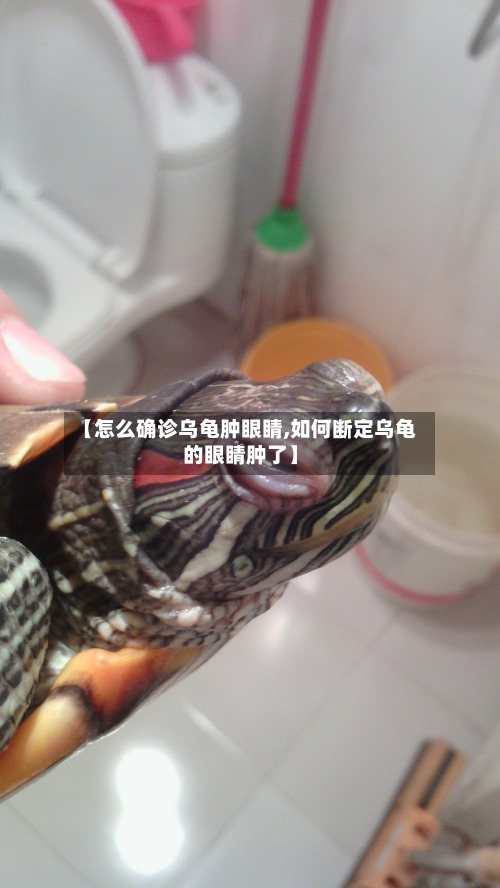 【怎么确诊乌龟肿眼睛,如何断定乌龟的眼睛肿了】