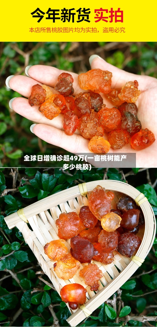 全球日增确诊超49万(一亩桃树能产多少桃胶)