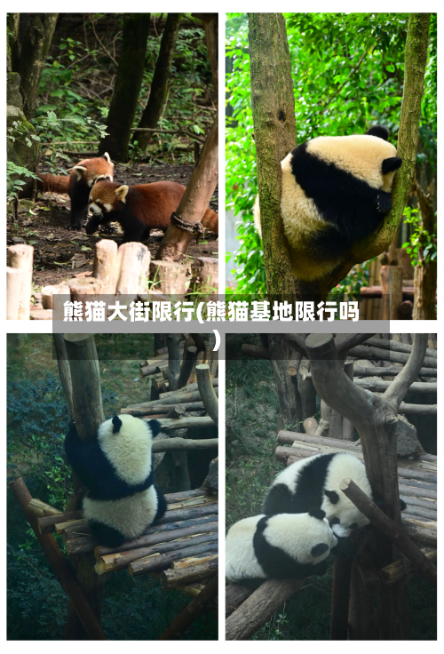 熊猫大街限行(熊猫基地限行吗)