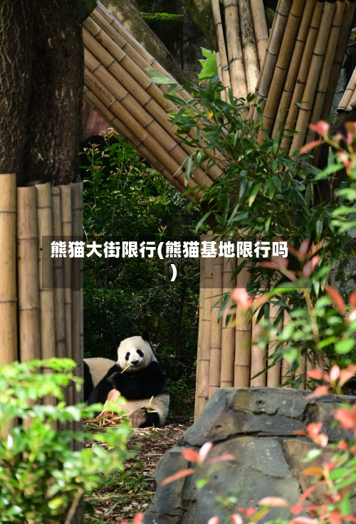 熊猫大街限行(熊猫基地限行吗)