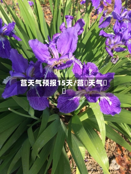 莒天气预报15天/莒縣天气預報