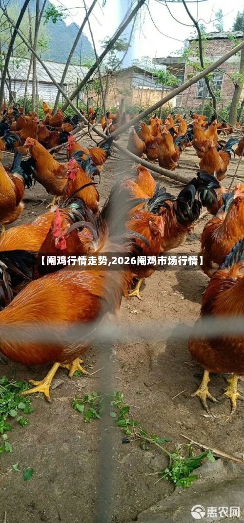 【阉鸡行情走势,2026阉鸡市场行情】