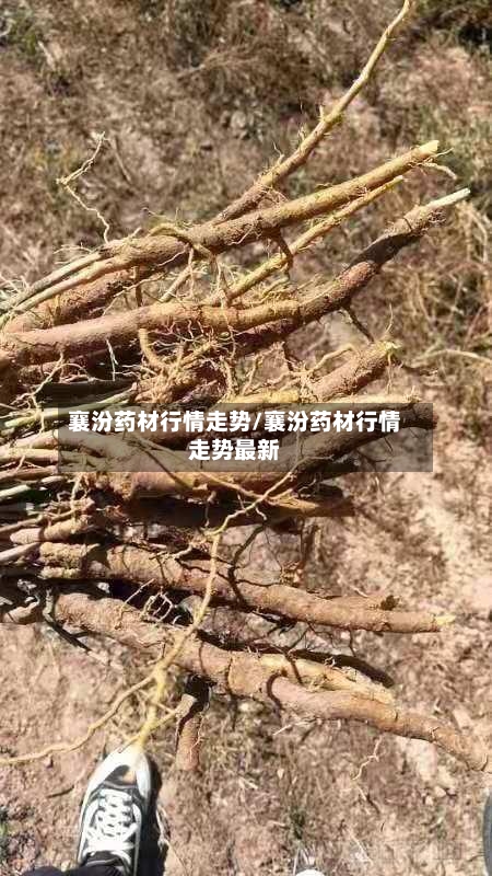 襄汾药材行情走势/襄汾药材行情走势最新