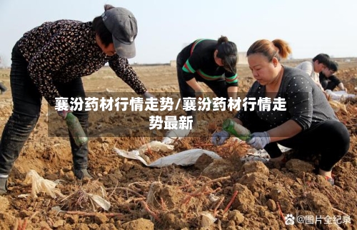 襄汾药材行情走势/襄汾药材行情走势最新
