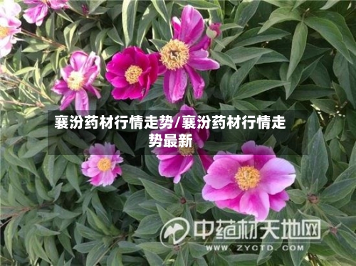 襄汾药材行情走势/襄汾药材行情走势最新