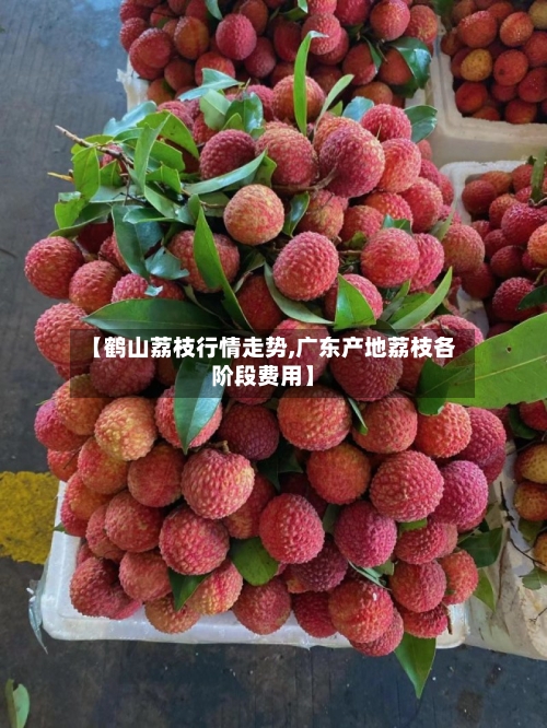 【鹤山荔枝行情走势,广东产地荔枝各阶段费用】