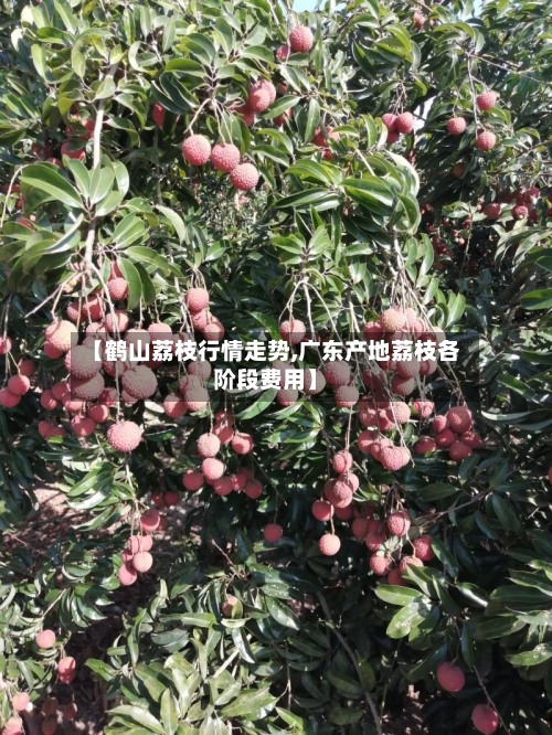 【鹤山荔枝行情走势,广东产地荔枝各阶段费用】