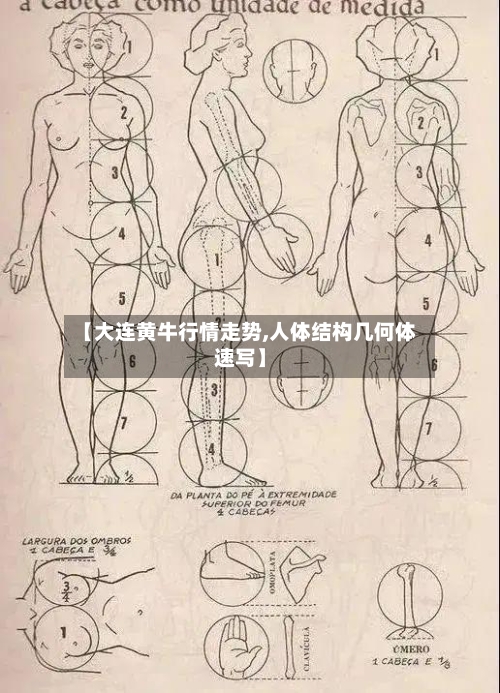 【大连黄牛行情走势,人体结构几何体速写】