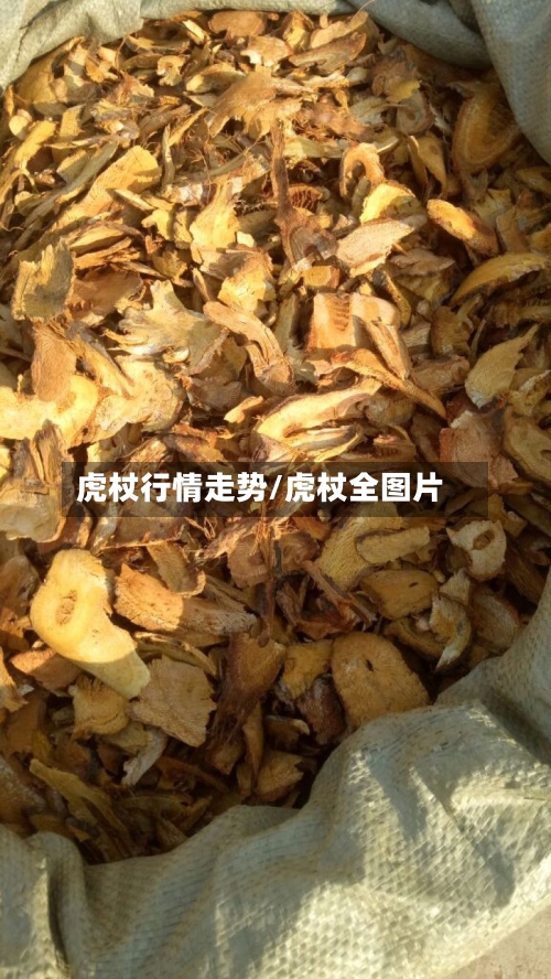 虎杖行情走势/虎杖全图片