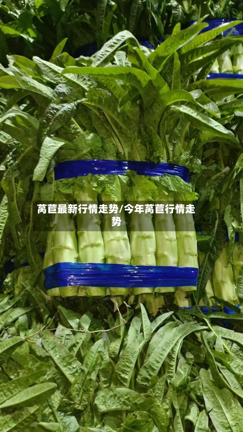 莴苣最新行情走势/今年莴苣行情走势