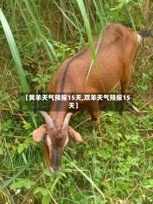 【黄羊天气预报15天,双羊天气预报15天】