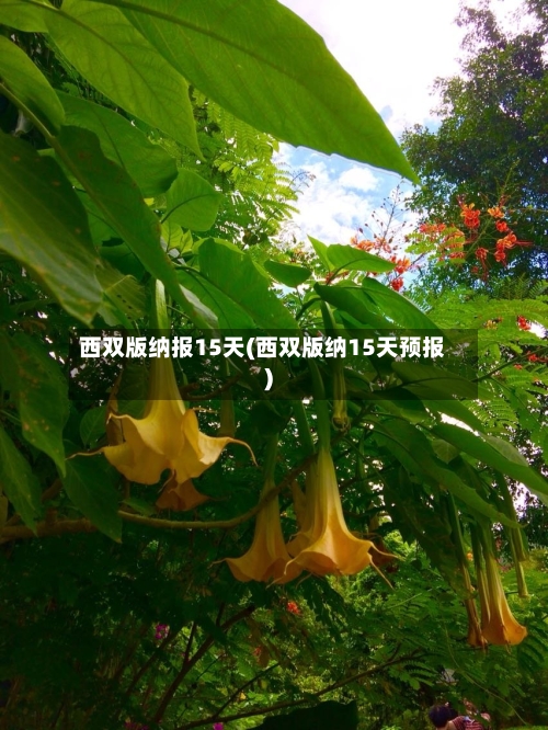 西双版纳报15天(西双版纳15天预报)